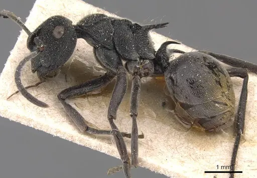 Polyrhachis constricta - CASENT0905584