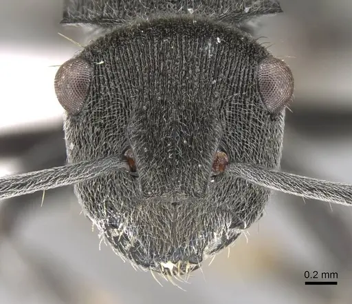 Polyrhachis constricta - CASENT0906751