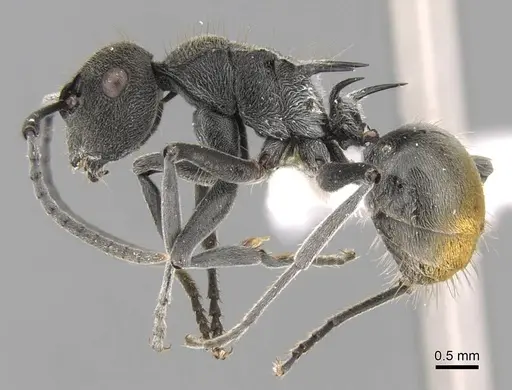 Polyrhachis constricta - CASENT0906751