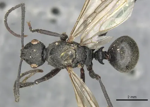 Polyrhachis constructor specimen