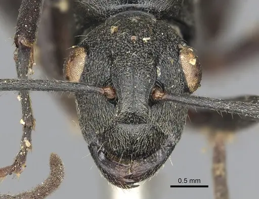 Polyrhachis constructor specimen