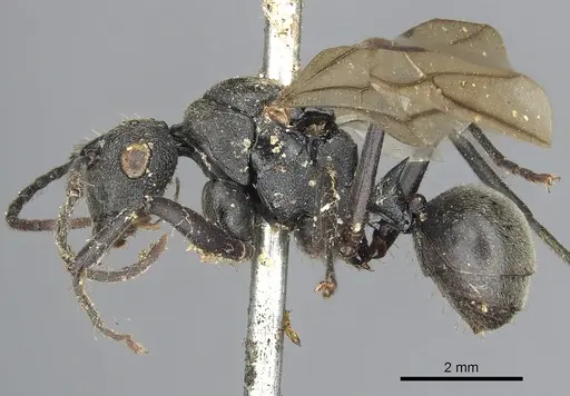 Polyrhachis constructor specimen
