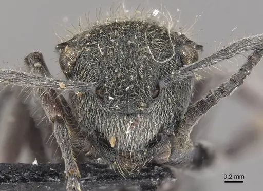 Polyrhachis contemta specimen