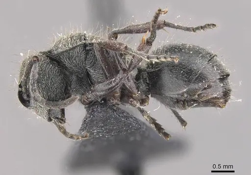 Polyrhachis contemta specimen