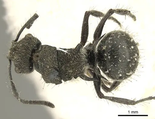Polyrhachis contemta - CASENT0915610