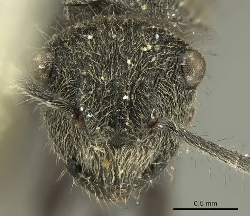 Polyrhachis contemta - CASENT0915610