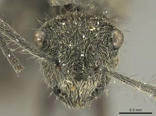 Polyrhachis contemta - CASENT0915610