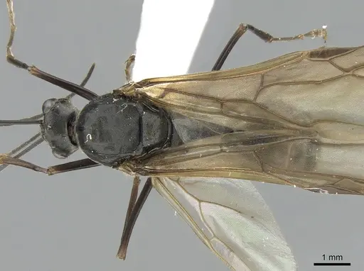 Polyrhachis continua specimen