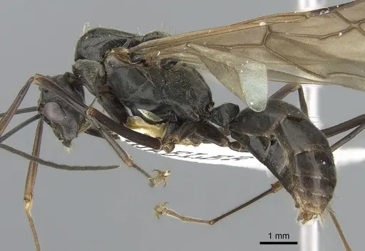 Polyrhachis continua specimen