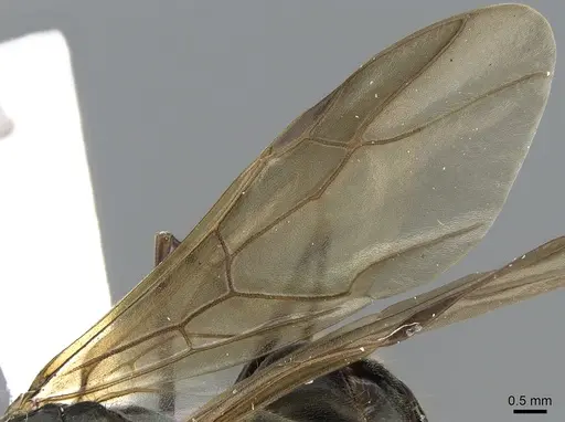 Polyrhachis continua - CASENT0281193