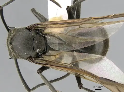 Polyrhachis continua - CASENT0281194