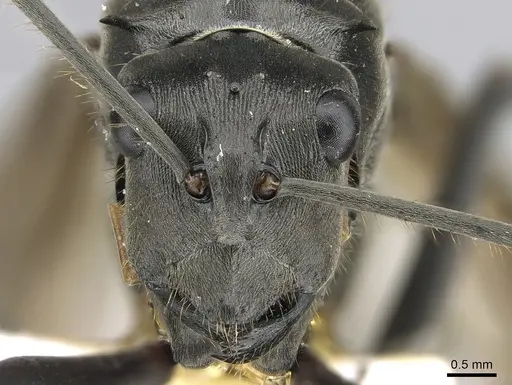 Polyrhachis continua - CASENT0281194