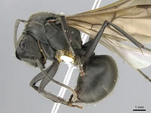 Polyrhachis continua - CASENT0281194