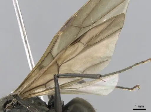 Polyrhachis continua - CASENT0281194