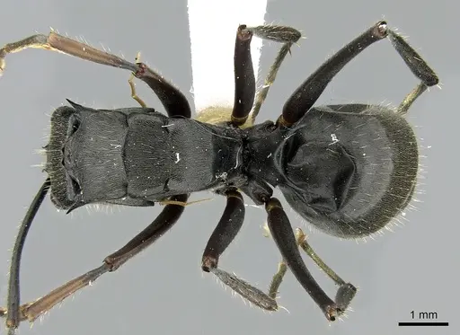 Polyrhachis continua - CASENT0281392