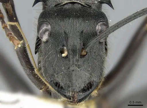 Polyrhachis continua - CASENT0281392