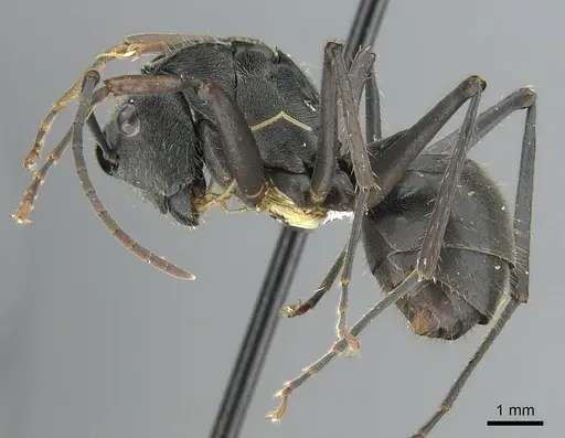 Polyrhachis continua - CASENT0281392