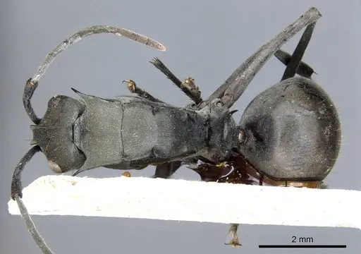 Polyrhachis continua - CASENT0905616