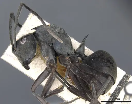Polyrhachis continua - CASENT0905616