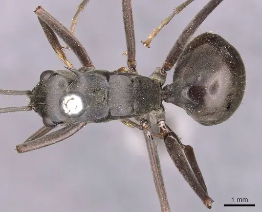 Polyrhachis continua - CASENT0905820