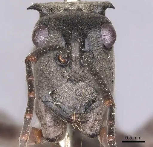 Polyrhachis continua - CASENT0905820