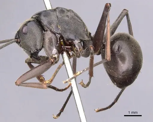 Polyrhachis continua - CASENT0905820