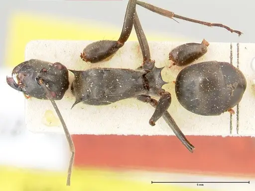 Polyrhachis continua - FOCOL0452