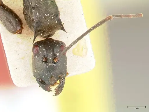 Polyrhachis continua - FOCOL0452