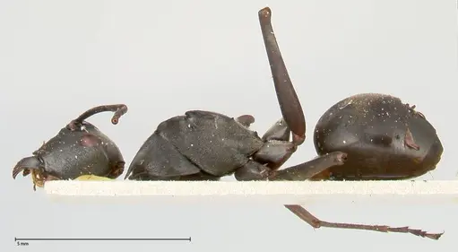 Polyrhachis continua - FOCOL0452