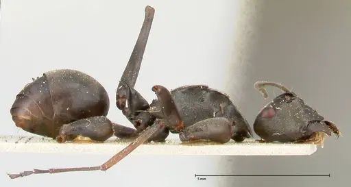 Polyrhachis continua - FOCOL0452