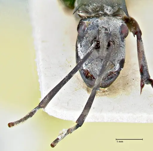 Polyrhachis continua - FOCOL2943