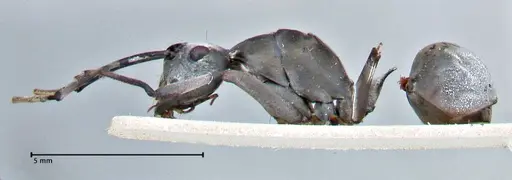 Polyrhachis continua - FOCOL2943