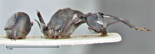 Polyrhachis continua - FOCOL2943