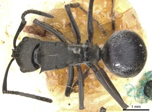 Polyrhachis convexa specimen