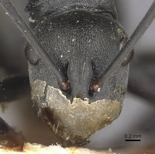 Polyrhachis convexa specimen