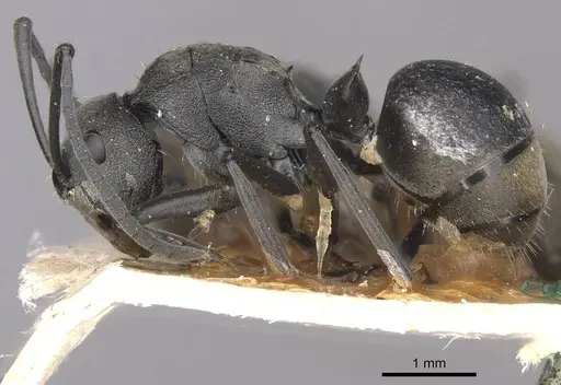 Polyrhachis convexa specimen