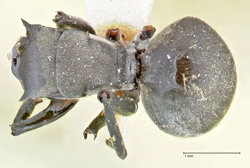 Polyrhachis convexa - FOCOL2615