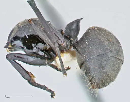 Polyrhachis convexa - FOCOL2615