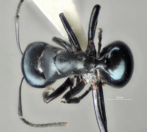Polyrhachis cornihumera specimen
