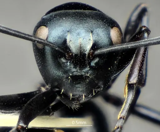 Polyrhachis cornihumera specimen