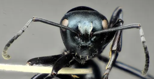 Polyrhachis cornihumera specimen