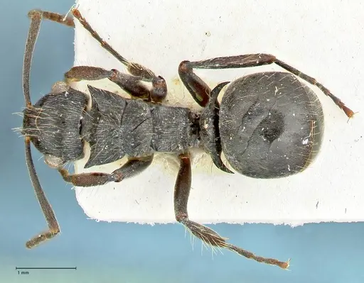 Polyrhachis cornuta specimen