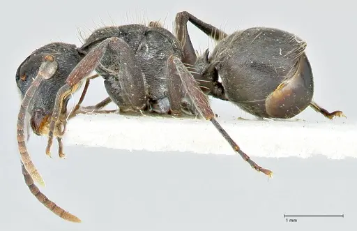 Polyrhachis cornuta specimen