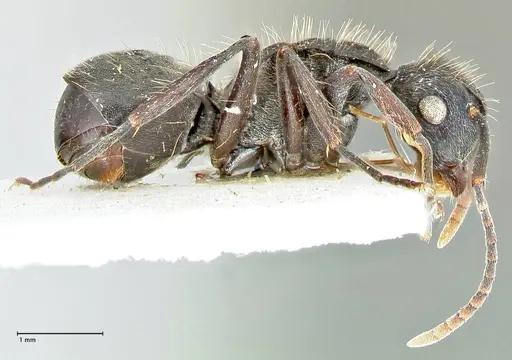 Polyrhachis cornuta - FOCOL2575