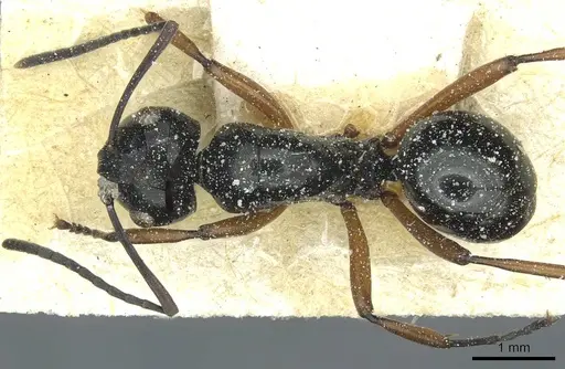 Polyrhachis corporaali specimen