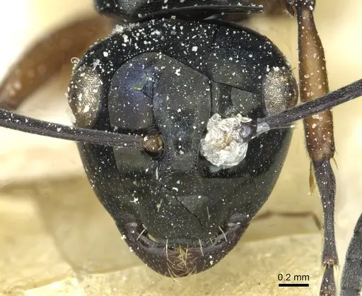 Polyrhachis corporaali specimen