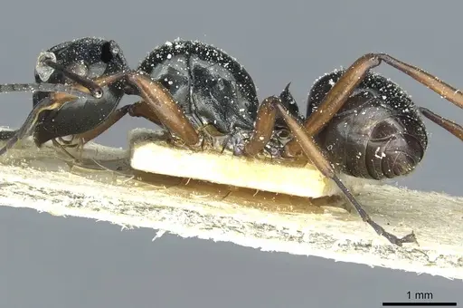 Polyrhachis corporaali specimen