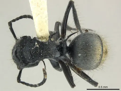 Polyrhachis costulata specimen