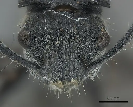 Polyrhachis costulata specimen