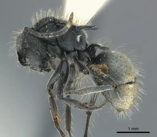 Polyrhachis costulata specimen